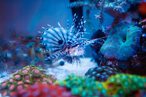 corals in nano aquarium.jpg